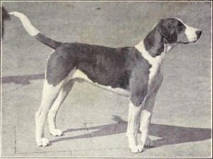 English_Foxhound_from_1915