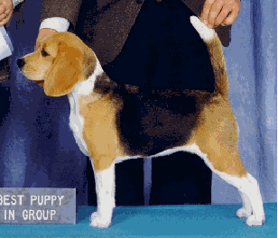show beagle puppies